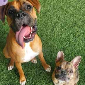 Picture for category Canine